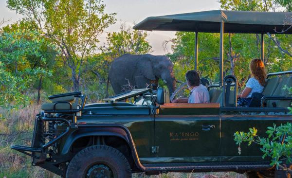 kaingo_safariencounters