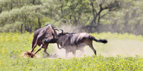 kaingo_wildlife_wildebeest_fight_kaingo