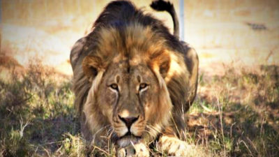 simba_main_kaingo