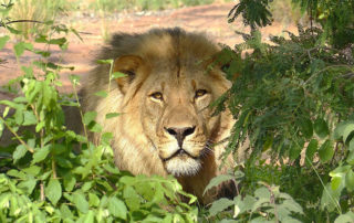 tracking_simba_kaingo_blog