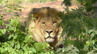 tracking_simba_kaingo_blog