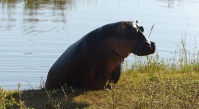 hippo