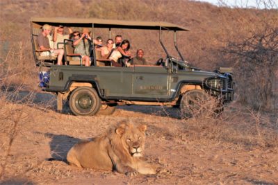28 Game drive lion sighting lion focused