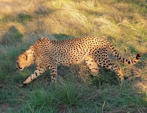 Kaingo’s Cheetah Conservation Project